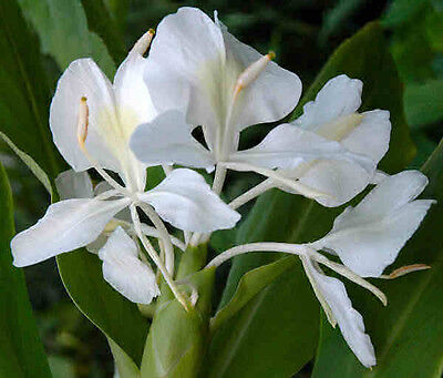 White Butterfly Fragrant Hedychium live rhizome