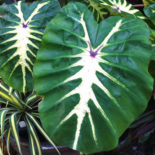 Alocasia White Lava Esculenta plant starter