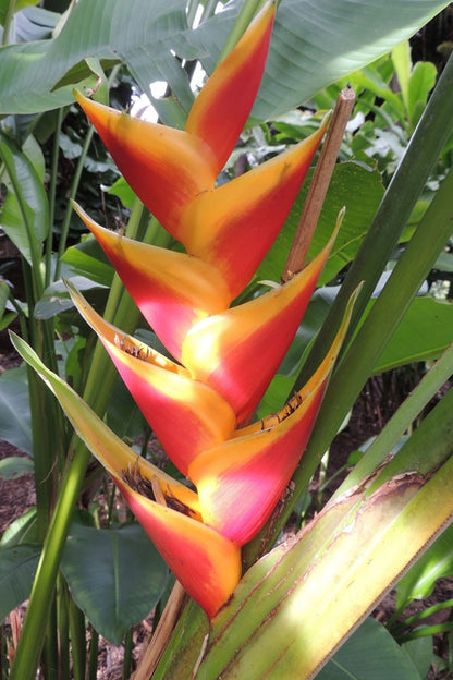 Heliconia Bihai x Carbibaea Jacquinii