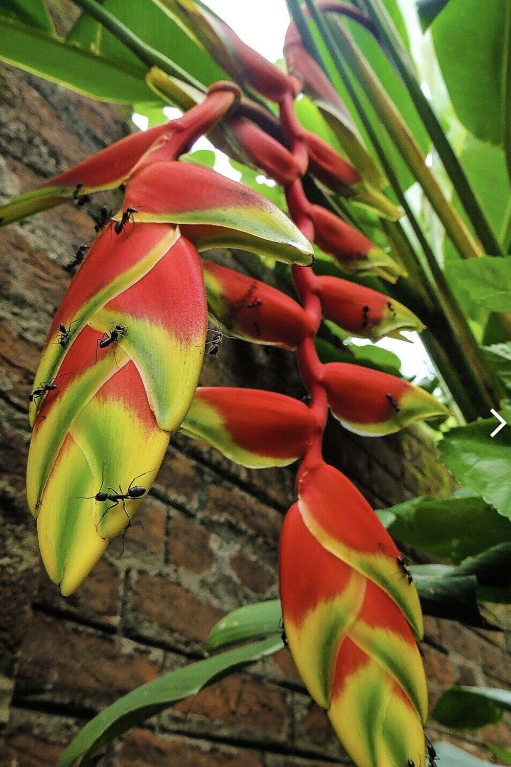 HELICONIA ROSTRATA HANGING LOBSTER CLAW LIVE RHIZOME EXOTIC TROPICAL PLANT