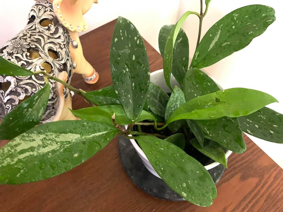 Hoya Pubicalyx Pink Silver Splash Wax Plant