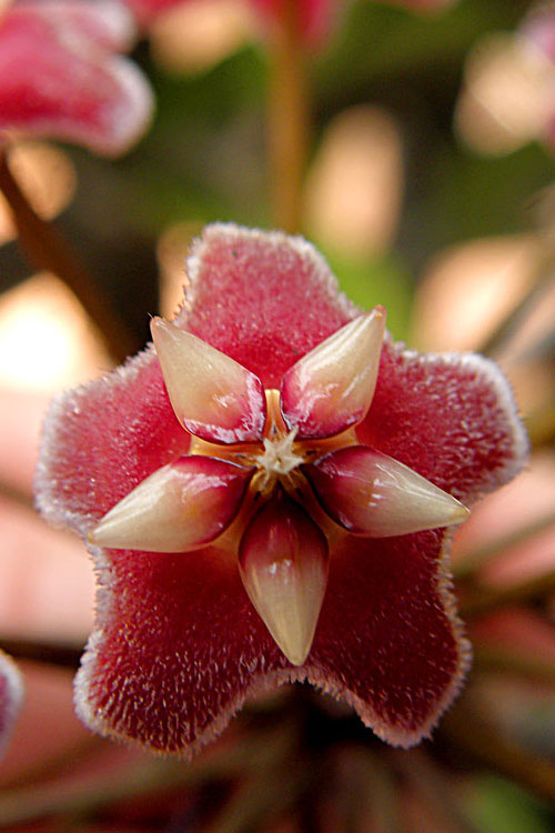 Hoya Pubicalyx Pink Silver Splash Wax Plant