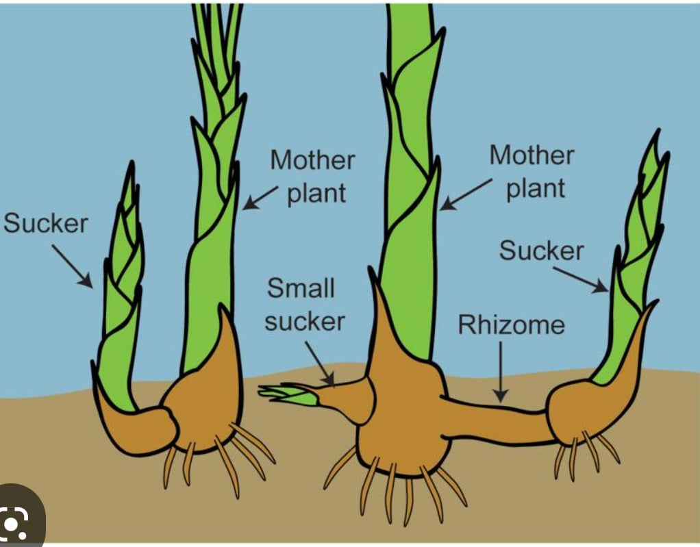 Heliconia Rostrata Lobster Claw tropical plant rhizome