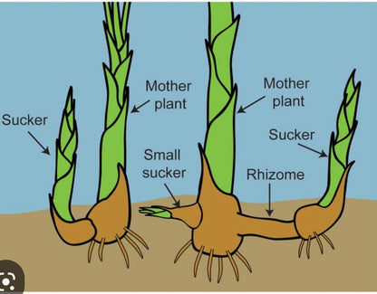 Heliconia Rostrata Lobster Claw tropical plant rhizome